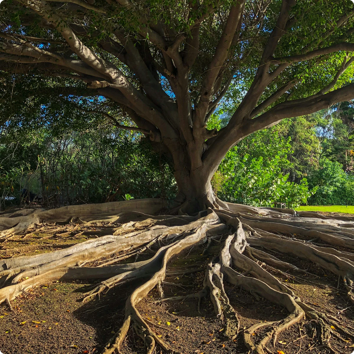 Tree roots spreading beneath a mature tree